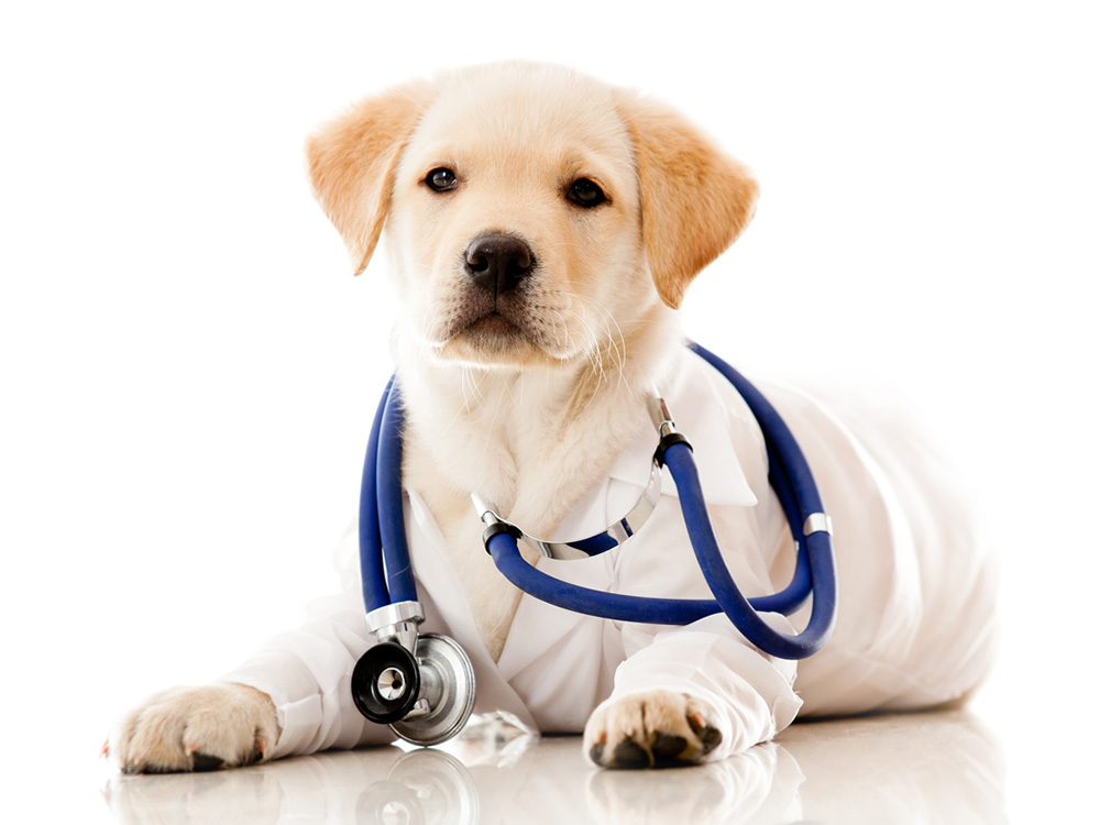 Special Diagnostic Awareness Month | Pet Health Center | Animal League