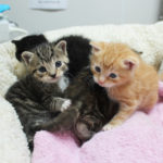 nursery-gallery-foster-kitten-feeding-img1477-041818