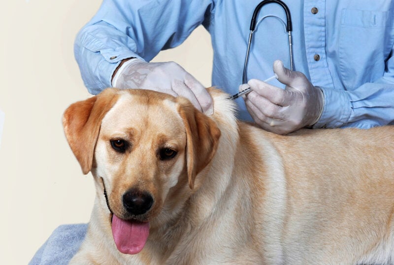 Dog vaccine