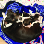 Mama Audrey and her puppies, January 2021.