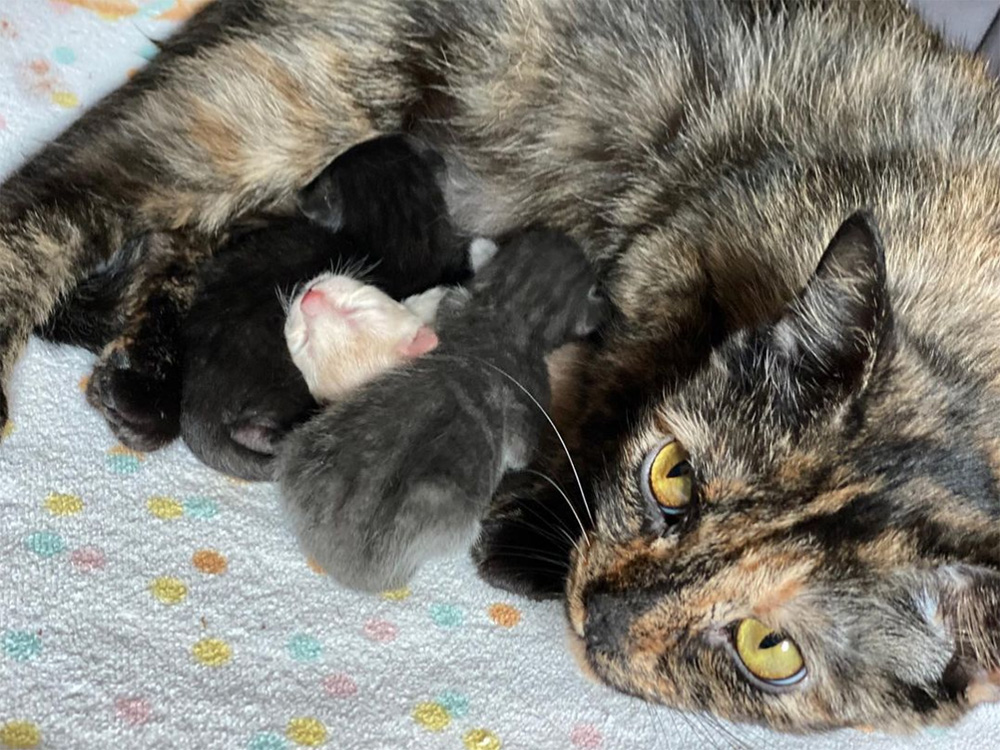 Mama Cherry Blossom and her litter. 